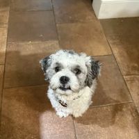 Colfax Animal Hospital ico