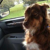 Westgate Animal Hospital Inc ico