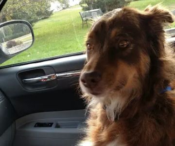 Westgate Animal Hospital Inc