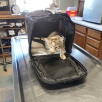 Wabasha Veterinary Clinic ico