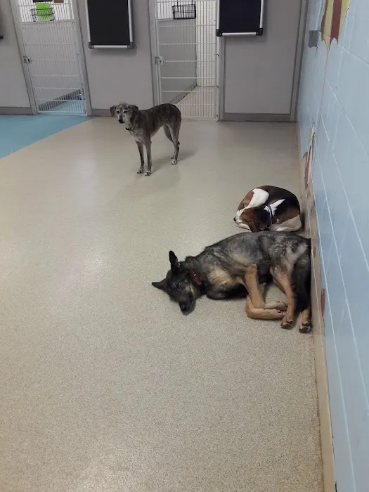 Cannon Valley Veterinary Clinic 8