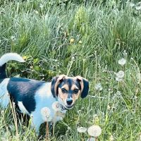 Countryside Animal Hospital ico