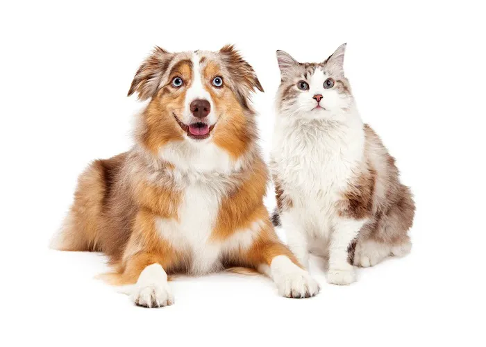 Kenyon Veterinary Clinic 1