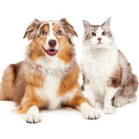 Kenyon Veterinary Clinic ico