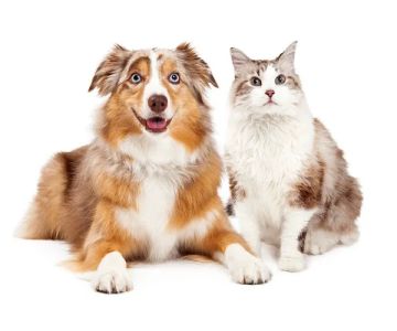 Kenyon Veterinary Clinic