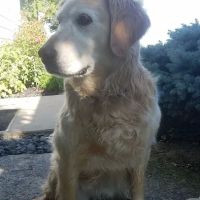 Plainview Animal Clinic ico