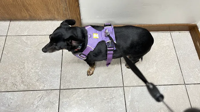 Carriage House Animal Hospital 12