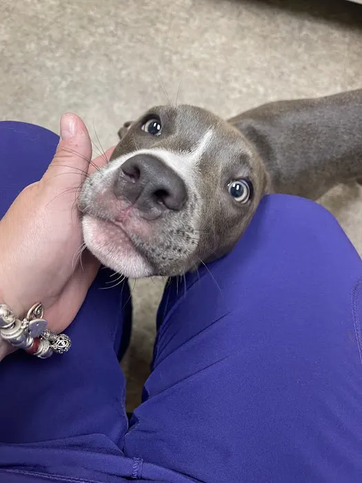 Byron Pet Clinic 12