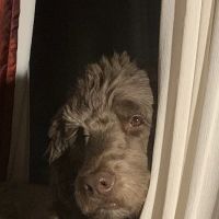 Byron Pet Clinic ico
