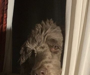 Byron Pet Clinic