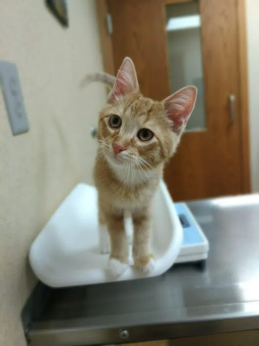 VCA Cascade Animal Medical Center & Inn 12