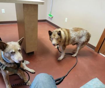 Animal Wellness Center of Buffalo Valley