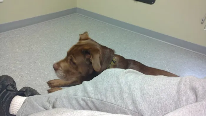 All Paws Animal Hospital 1
