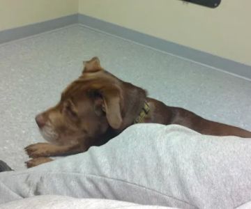 All Paws Animal Hospital