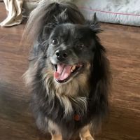 Kind Veterinary Service ico