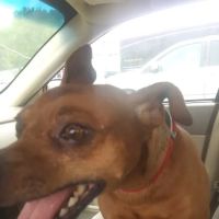 Heartland Animal Hospital: Born Candace DVM ico