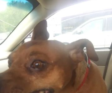 Heartland Animal Hospital: Born Candace DVM