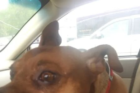 Heartland Animal Hospital: Born Candace DVM