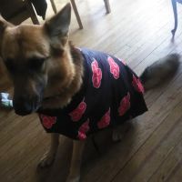 Heartland Animal Hospital ico