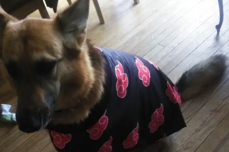 Heartland Animal Hospital