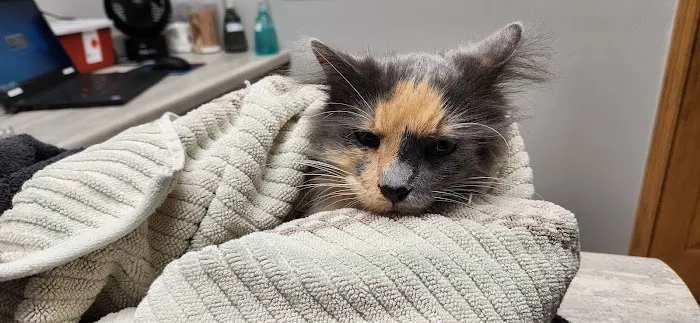 Heartland Animal Hospital 12