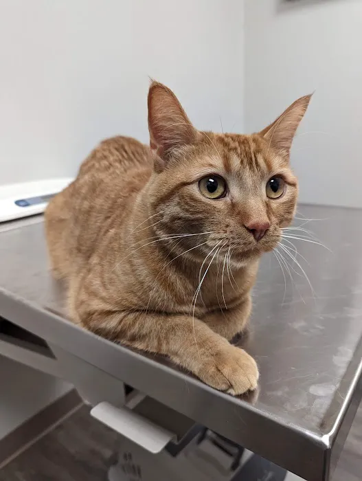 Lifelong Veterinary Clinic 12