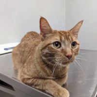 Lifelong Veterinary Clinic ico