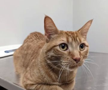 Lifelong Veterinary Clinic