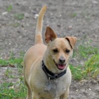 Animal Medical Center On Crow River ico