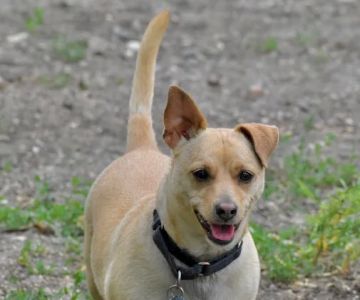 Animal Medical Center On Crow River