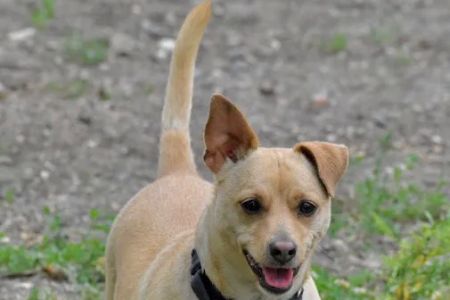 Animal Medical Center On Crow River
