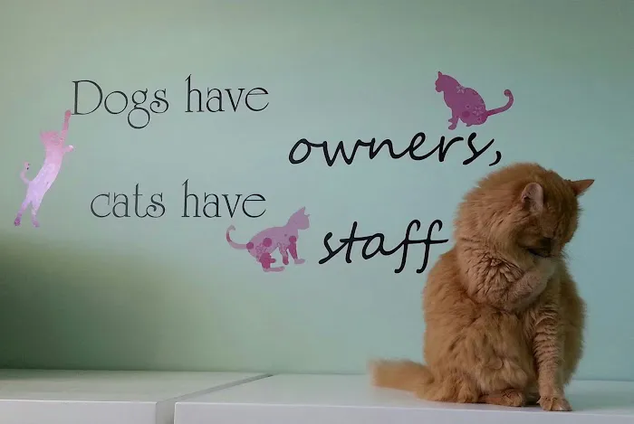 Hutchinson Pet Hospital: Roffey Kristen DVM 12
