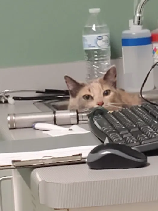 Hutchinson Pet Hospital 7