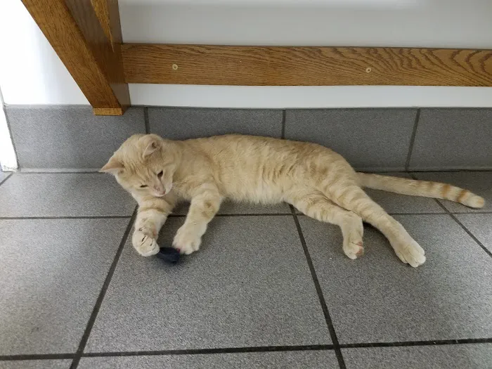 Hutchinson Pet Hospital 9