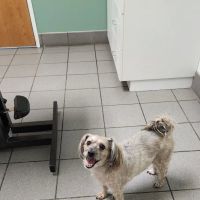 Hutchinson Pet Hospital ico