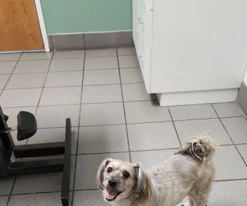 Hutchinson Pet Hospital