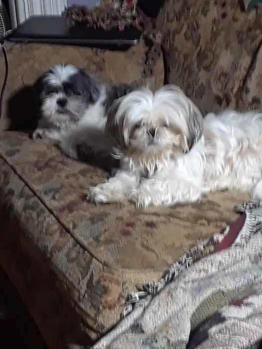 Hutchinson Pet Hospital 10