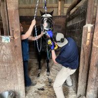 Buffalo Equine ico