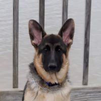 Yancey Clinic-Veterinary Med ico