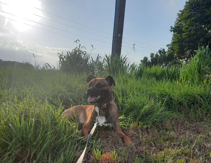 Marion Animal Hospital 8