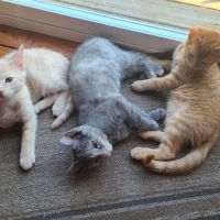 Green Camp Veterinary Clinic ico