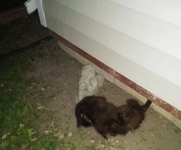 Richwood Animal Clinic