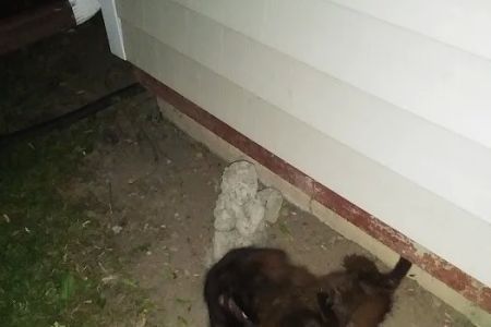 Richwood Animal Clinic