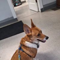 Village Veterinary Clinic ico