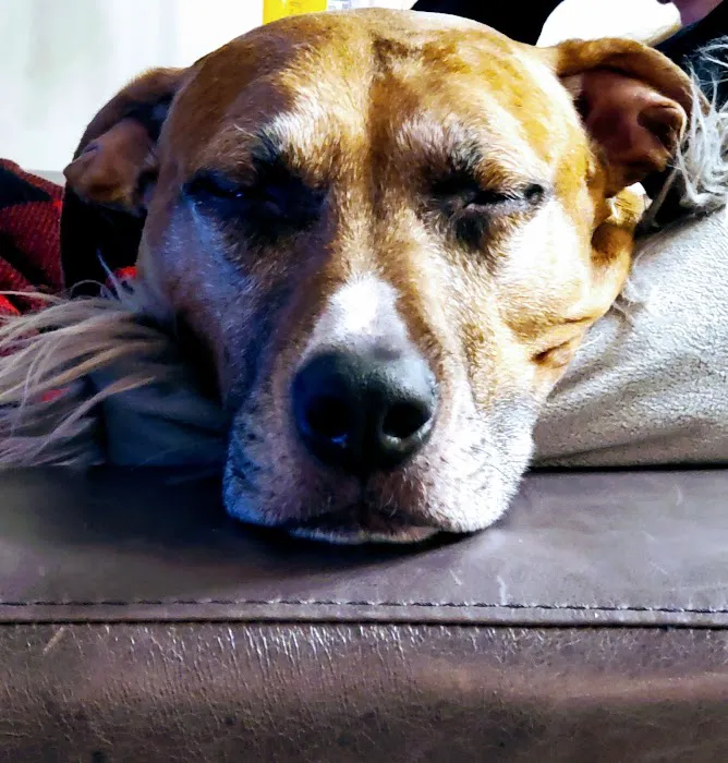 Animal Medical Center of Ontario 12