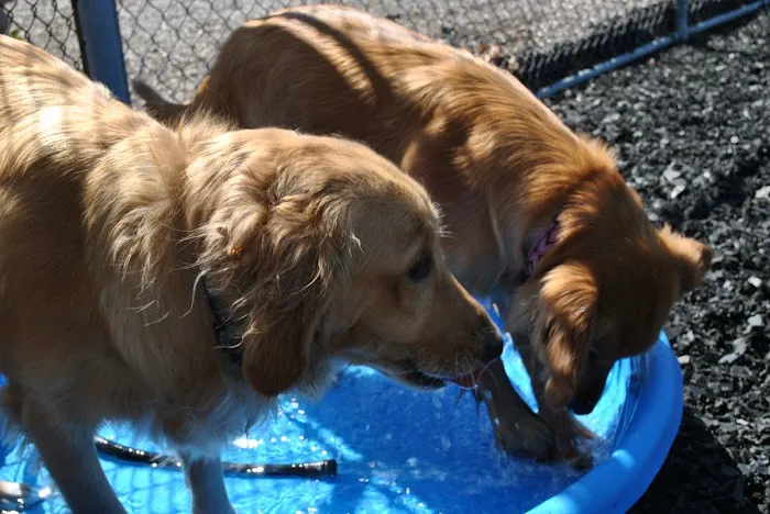 Animal Medical Center of Ontario 12