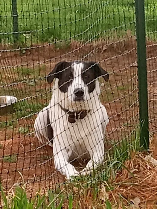 Shelby Animal Clinic 4