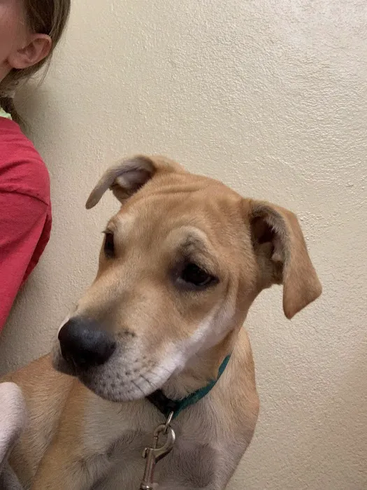 Shelby Animal Clinic 1