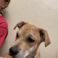 Shelby Animal Clinic ico
