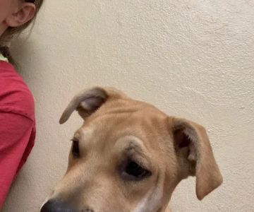 Shelby Animal Clinic
